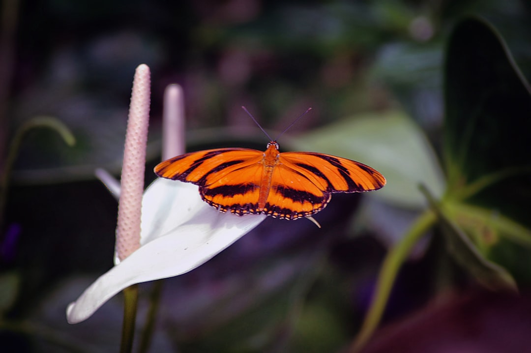 Flutter