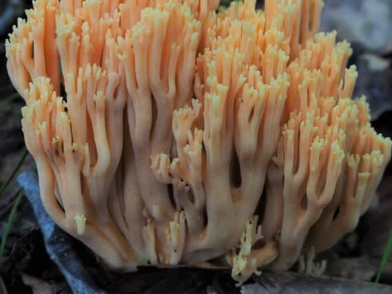 싸리버섯 손질법