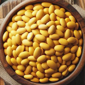 루피니빈 콩 효능