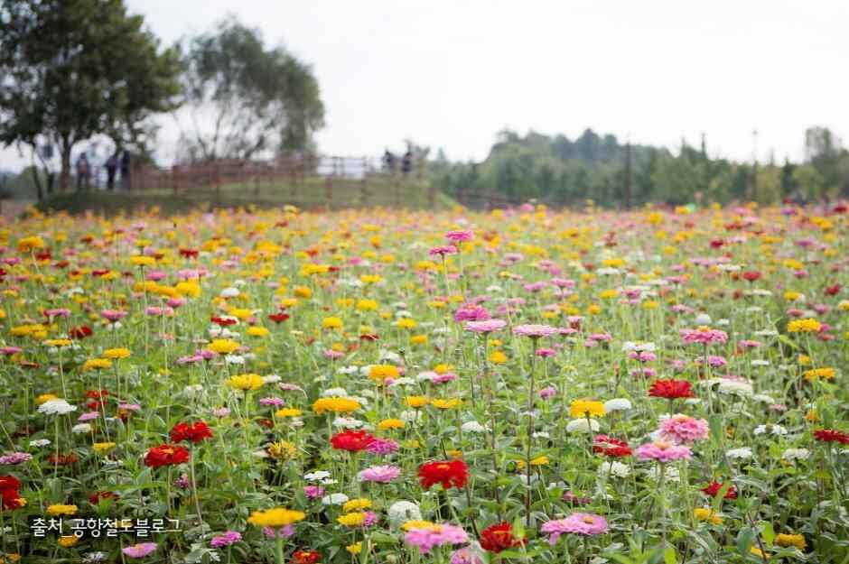 인천 드림파크 야생화단지