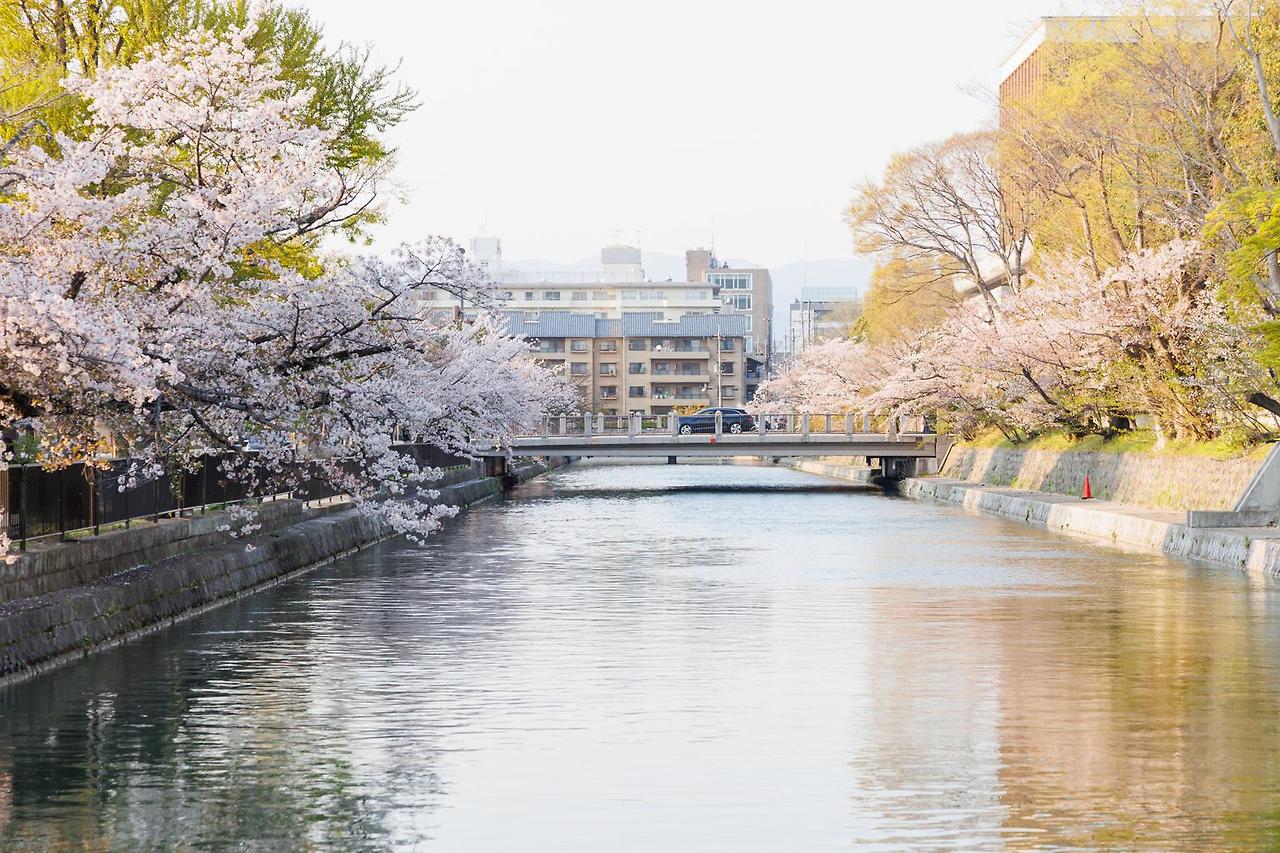 벚꽃 만개 시기, 여행 코스 확인하러 가기