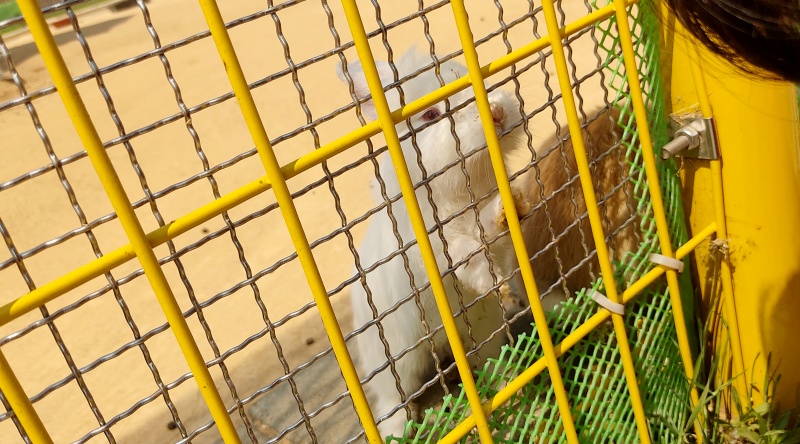 밥을 달라고 일어서있는 아기토끼