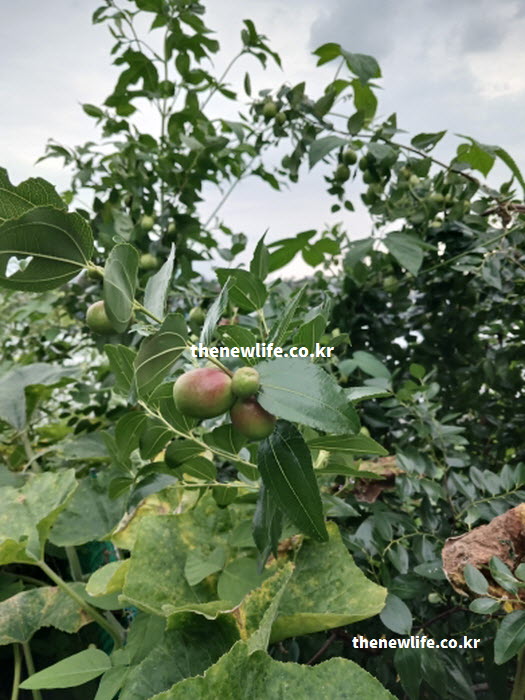 대추 효능을 살려 삼계탕이나 차 요리로 활용하여 영양 가치를 높인 실물 모습