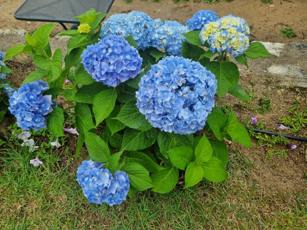 2024 아침고요수목원 수국 축제: 입장권 예매&amp;#44; 주변 할인 정보 보기