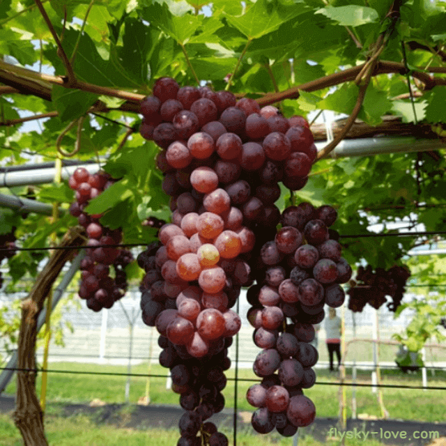 껍질째 먹는 홍주씨들리스