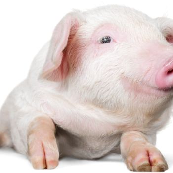 돼지꿈 꾸면 로또 재물과 행운을 부르는 돼지 꿈해몽 총정리