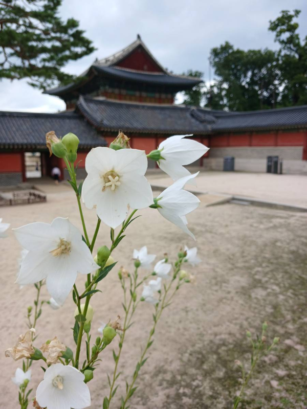 창덕궁 하얀꽃