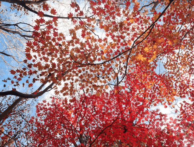 2025년 가을 단풍 명소 BEST 7! 