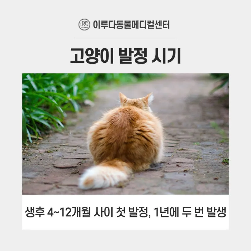 "고양이