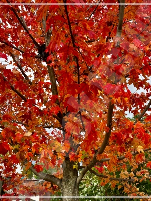 수많은 단풍나무가 터널을 이루고 있는 내장산 국립공원의 &amp;#39;단풍 터널&amp;#39; 절경 