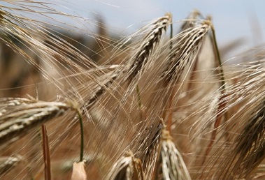 쌀 글루텐 프리