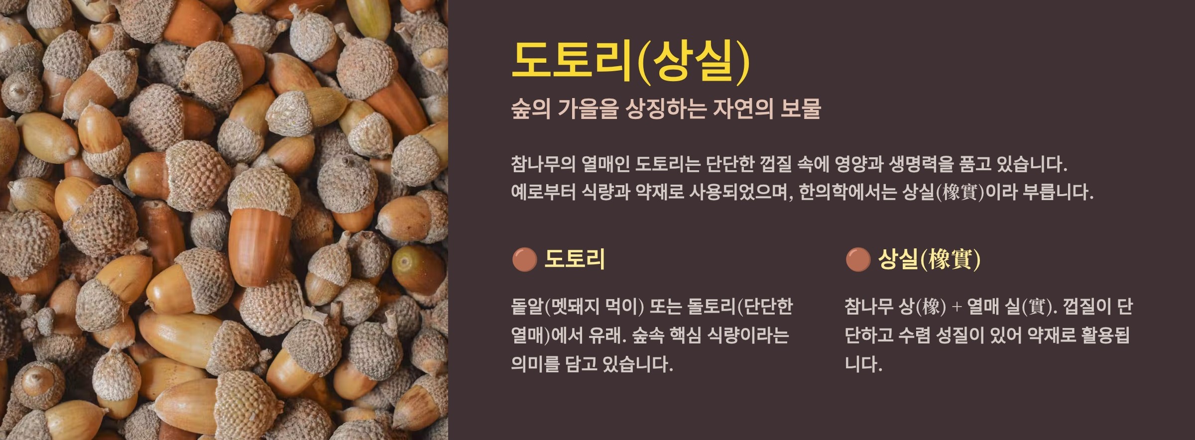 도토리