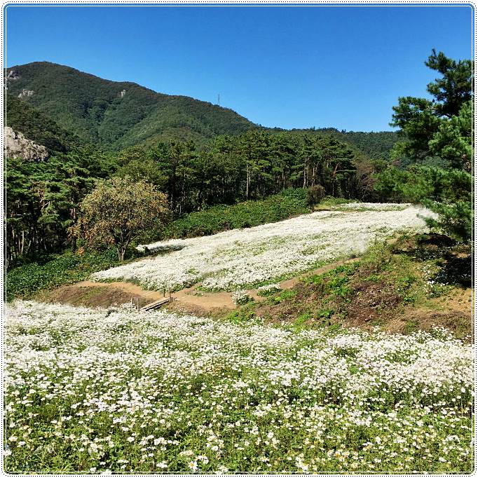 정읍구절초축제