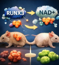 RUNX3와 비타민 B3의 상호작용