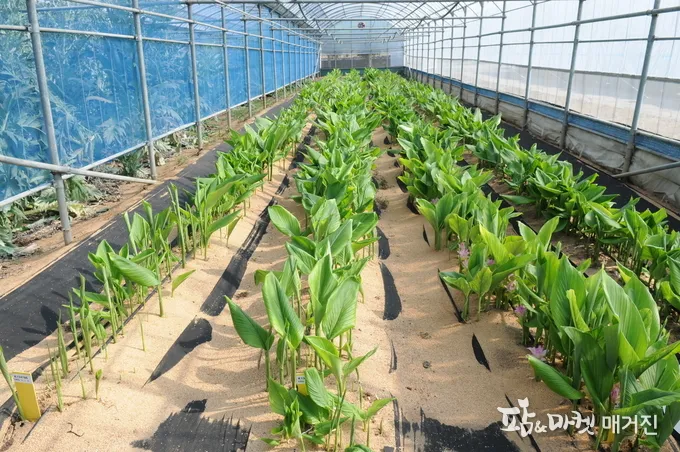 강황 재배 따뜻한 온도 보온 피복 수확 건조_2