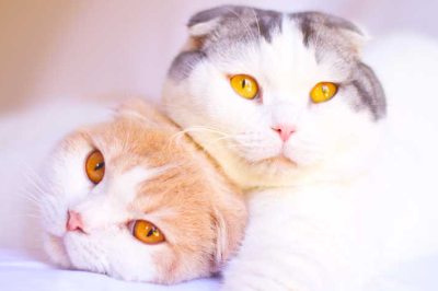 스코티시폴드 이미지