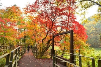 광릉수목원