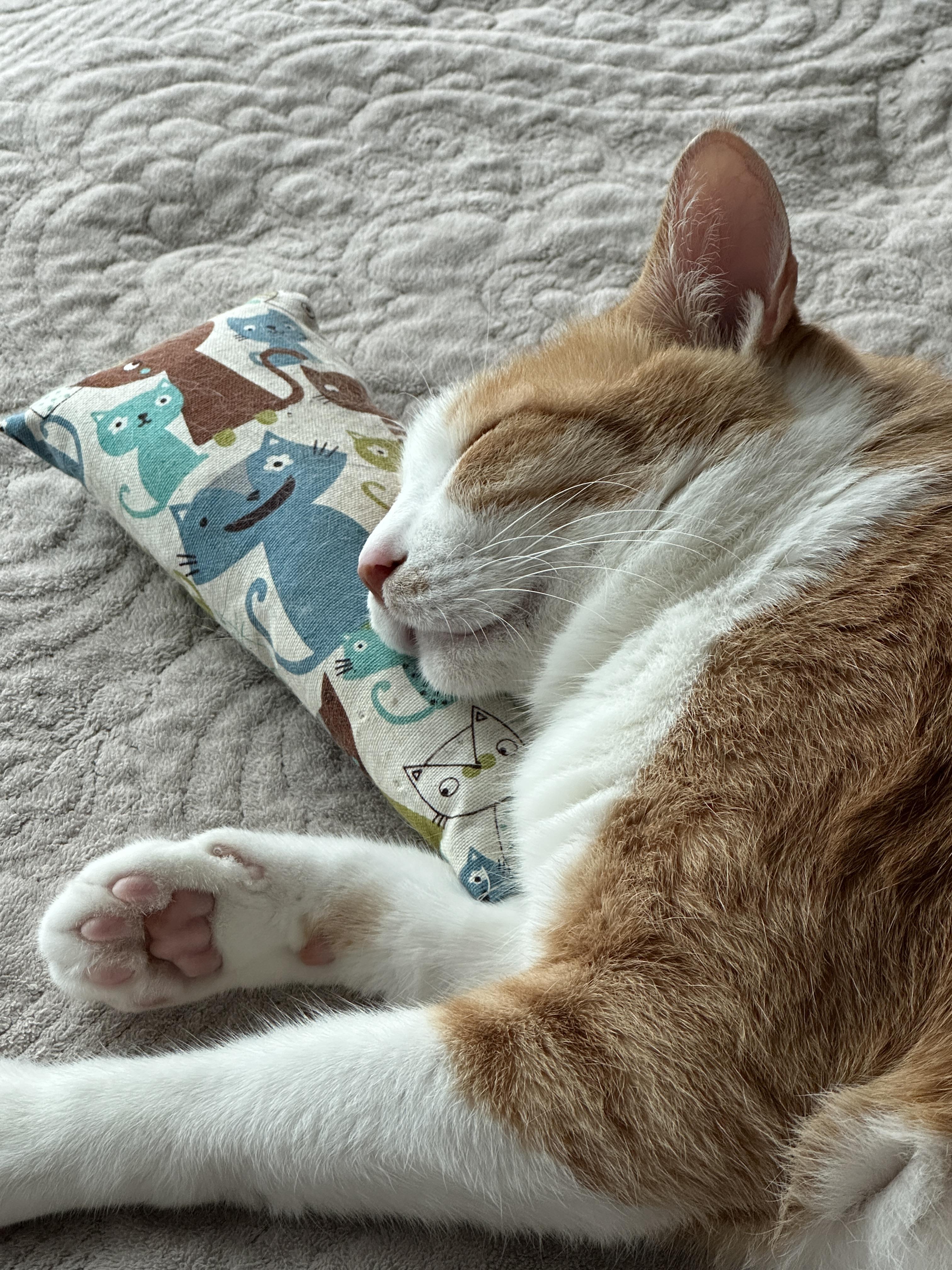 캣닢 쿠션 베고 자는 호야 (feat. 창문 해먹 자리 있나 확인하는 건이)