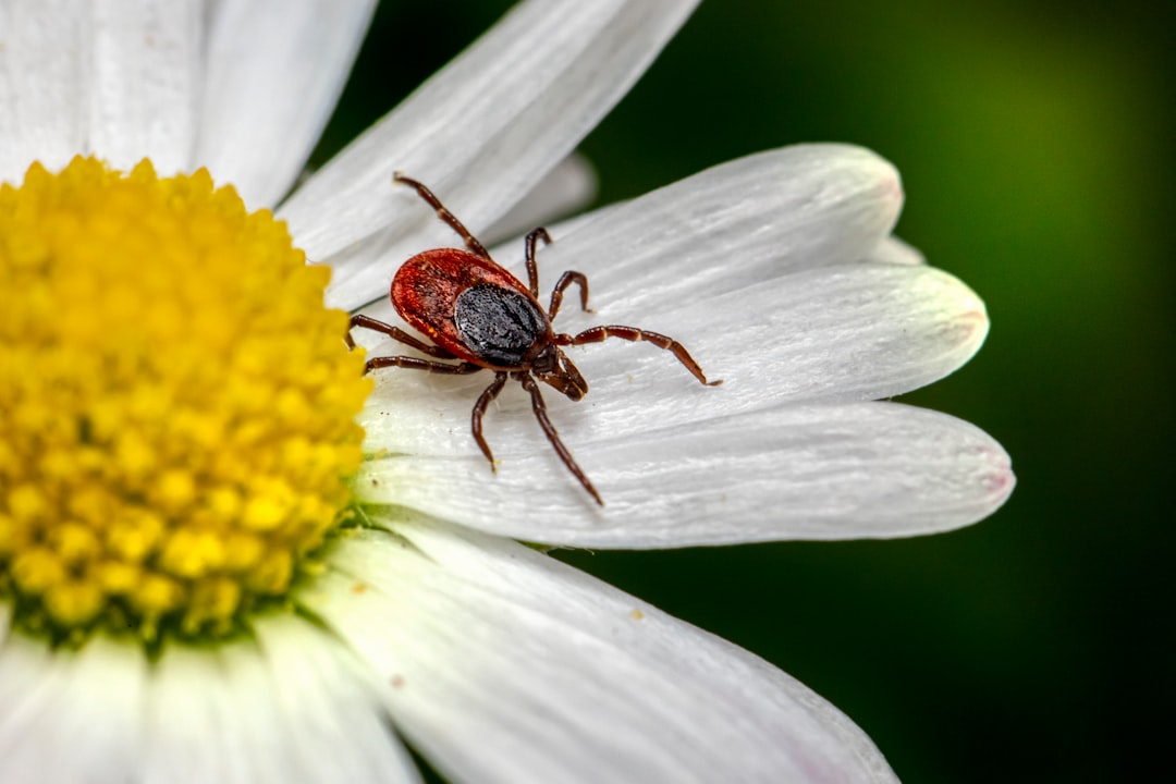Tick