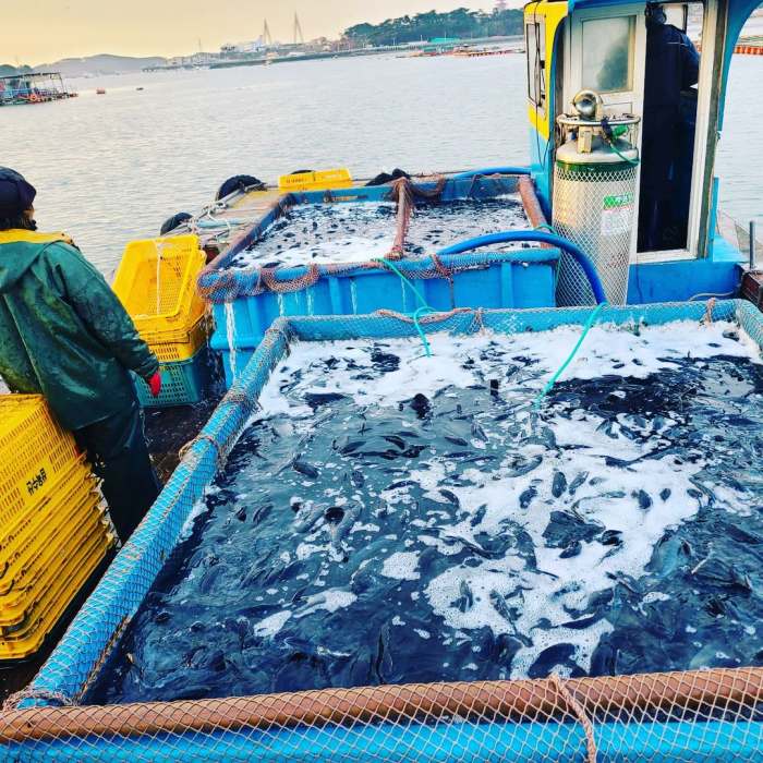 모닝와이드 제주 서귀포 벵에돔 직접 잡은 자연산 제철회 포장 참돔 벤자리 부시리 돌돔 맛집 추천