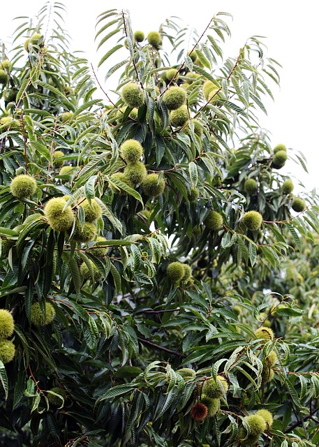 익지않은 밤나무