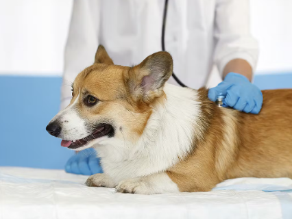 진료중인 강아지