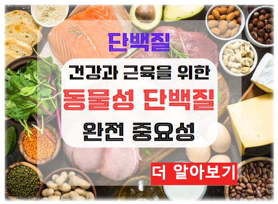 동물성 단백질의 역할: 건강과 근육을 위한 완전 단백질의 중요성