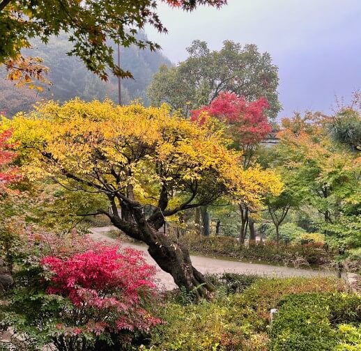 노랗게물든 고목 옆으로 난 오솔길