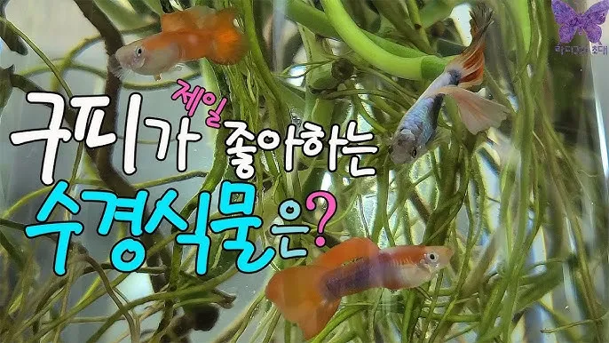 구피 키우기와 건강하게 번식시키는 팁_3