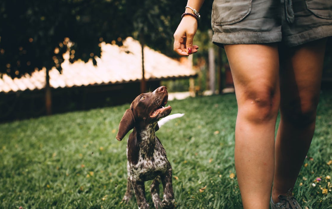 강아지 훈련관련 사진