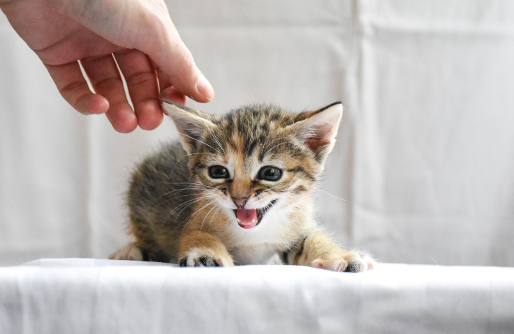 조그만 아기고양이의 귀를 만지려고 하는 사람