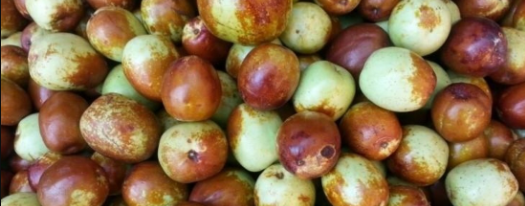 사과대추 효능4