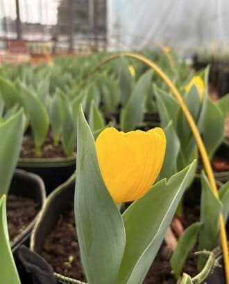 2025 제주 보롬왓 튤립축제