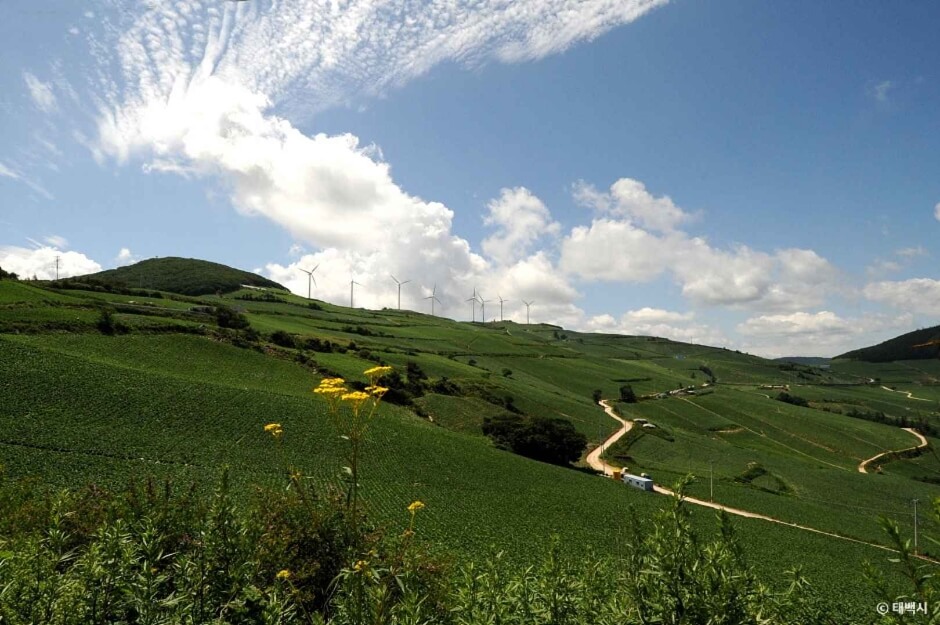 태백 가볼만한곳 베스트 10