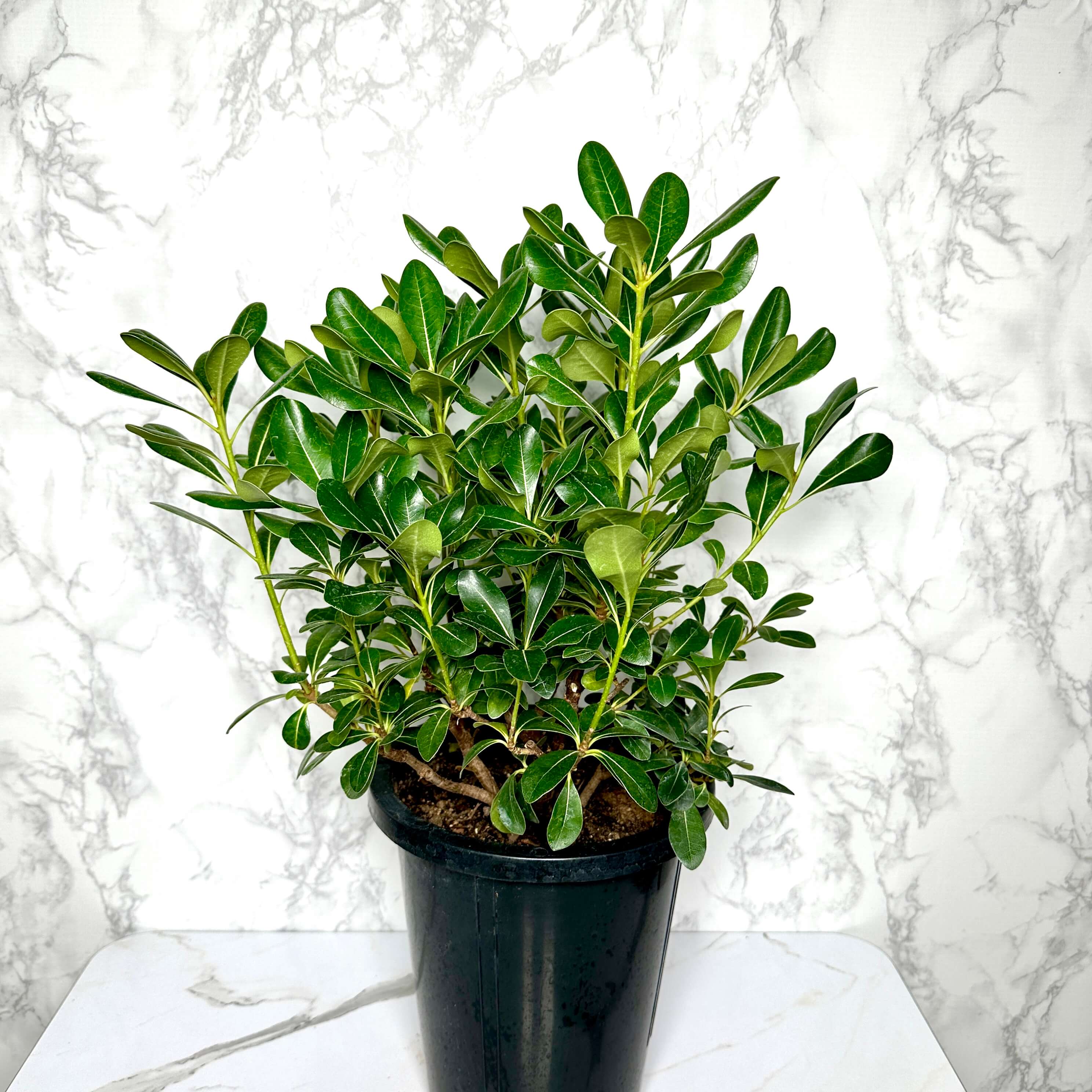 만리향 나무 키우기