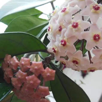 호야 키우기 꽃피우기 번식법 알고 물주기_3