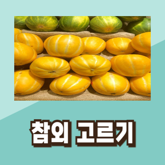 맛있는 참외 고르기