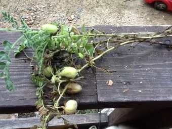 병아리콩 재배 따뜻한 흙 파종 관리 물 절약_10