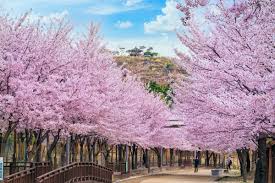 서울 벚꽃 명소