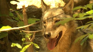 대전 늑대 동물원 오월드 탈출 퓨마 포획 상황