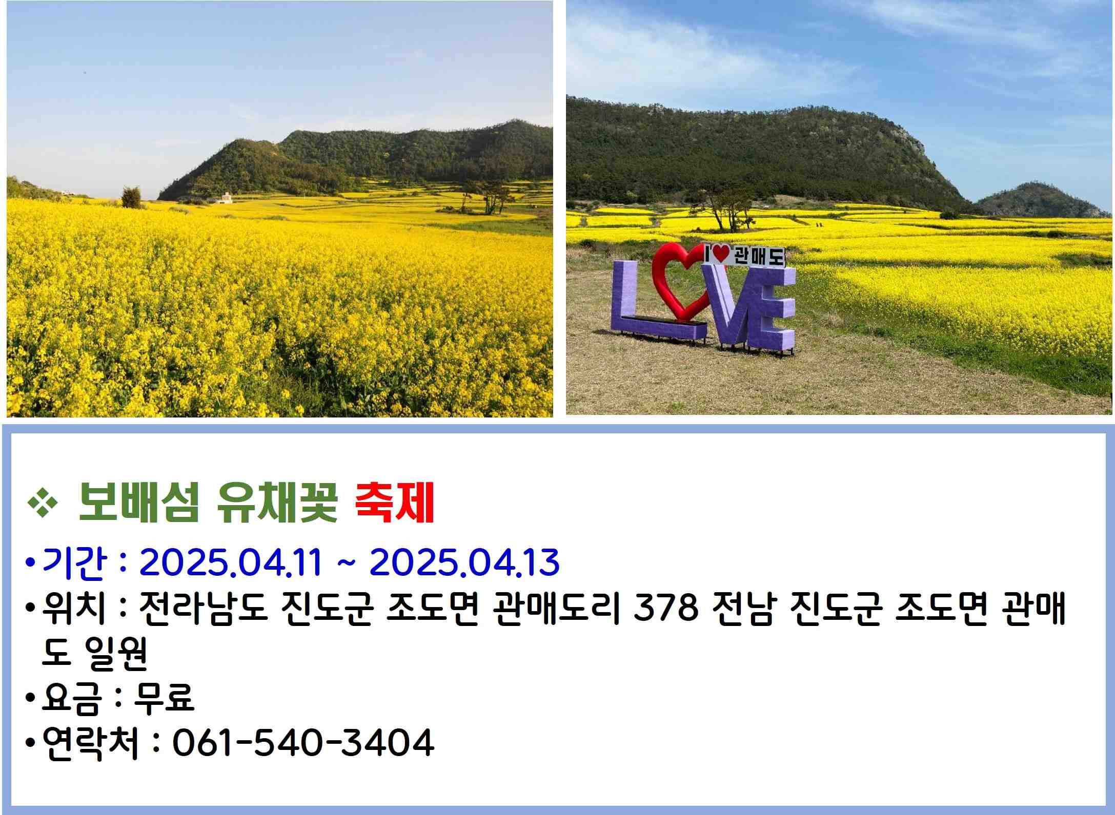 보배섬 유채꽃 축제