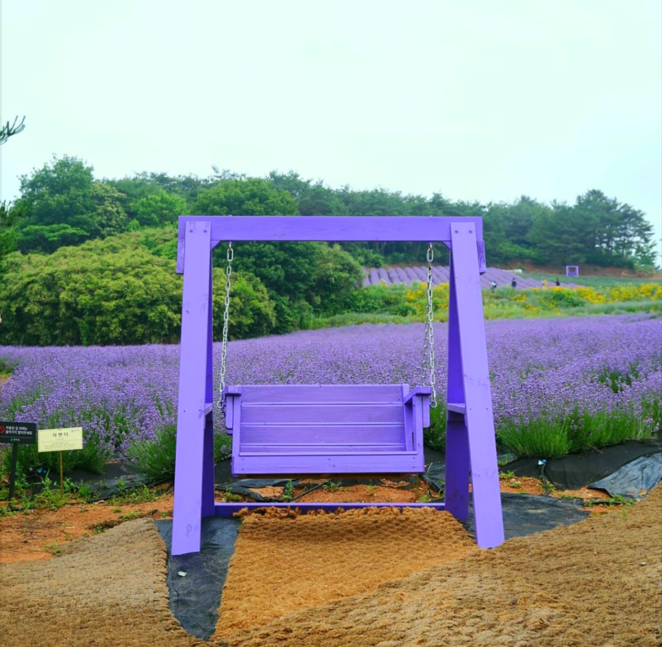 고창 청농원 라벤더 축제