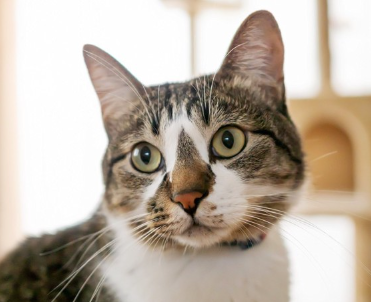 살짝 고개를 갸우뚱한 고양이.