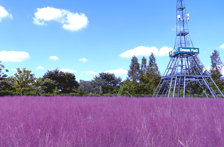 드림파크 국화축제