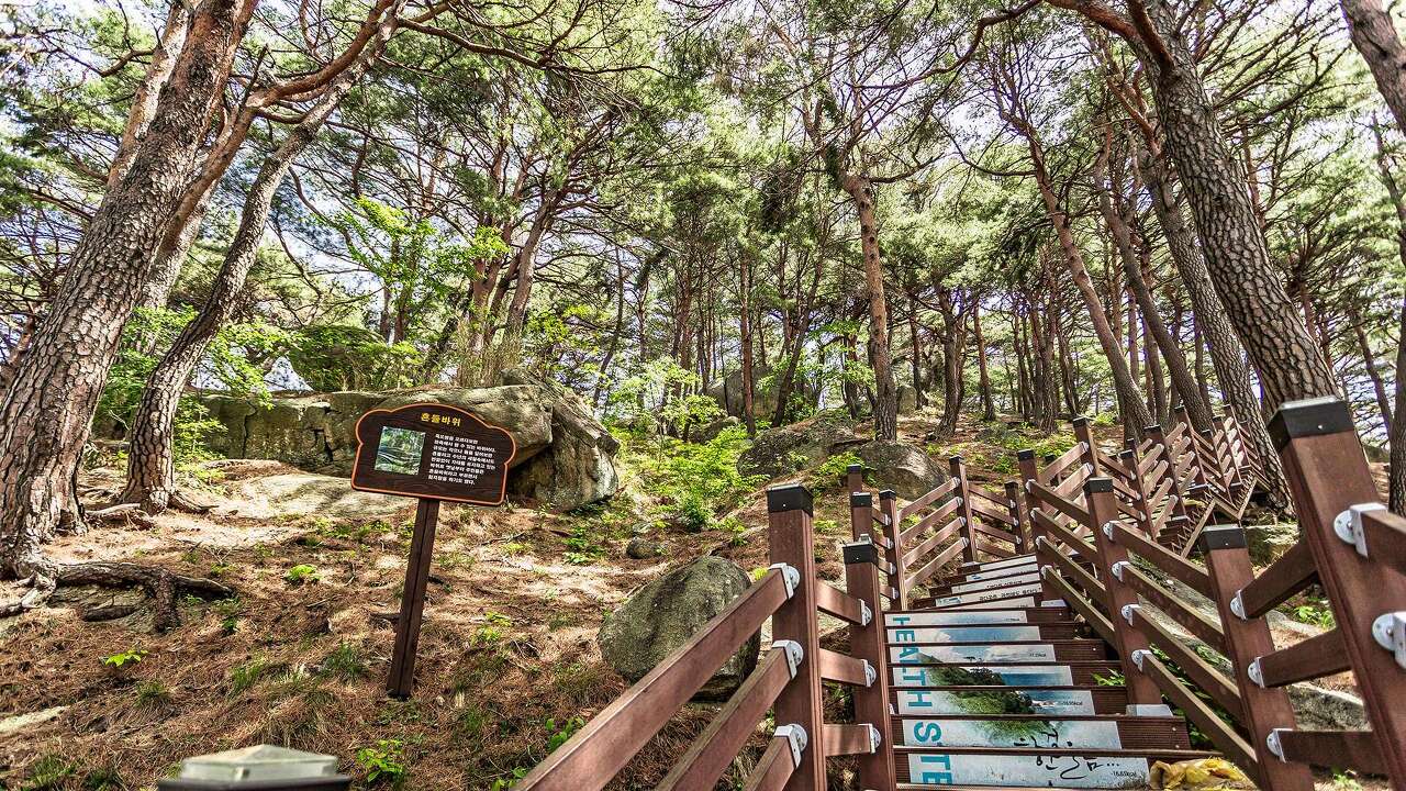 죽도정 가는길 (죽도 산림욕)