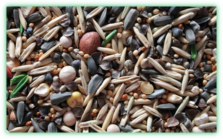 카무트와 귀리의 효능, 차이점, 부작용