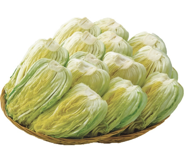 절임배추 20kg과 10kg 구매 시 배추 포기 수와 추천 김장 정보