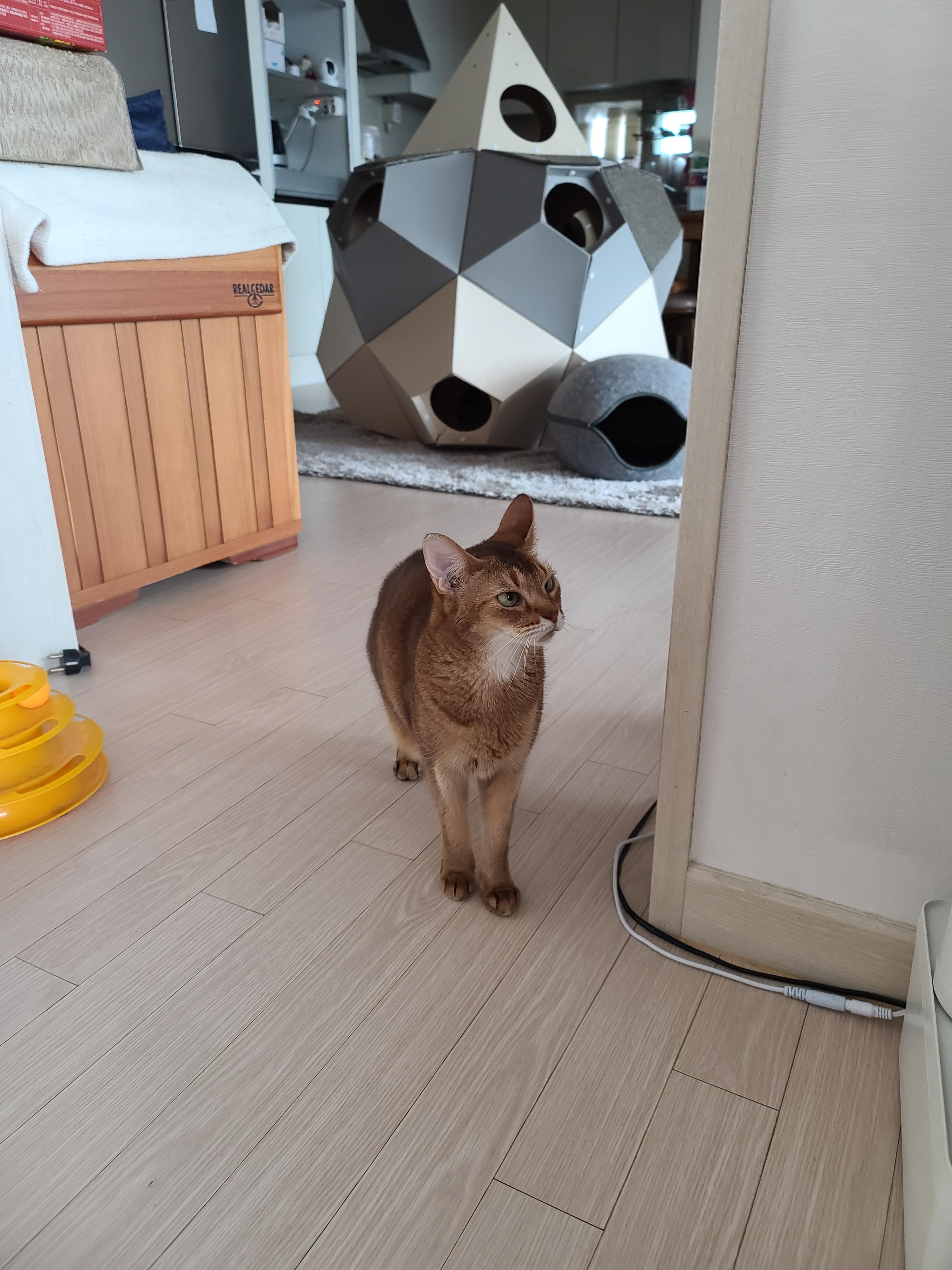 신고식 안한 신입 드라이기 혼쭐내는 용감한 아비시니안고양이 루디.