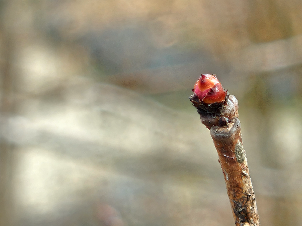 가침박달 겨울눈