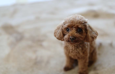 개가 화장실을 실패하는 이유 스트레스.